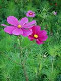 Cosmos bipinnatus